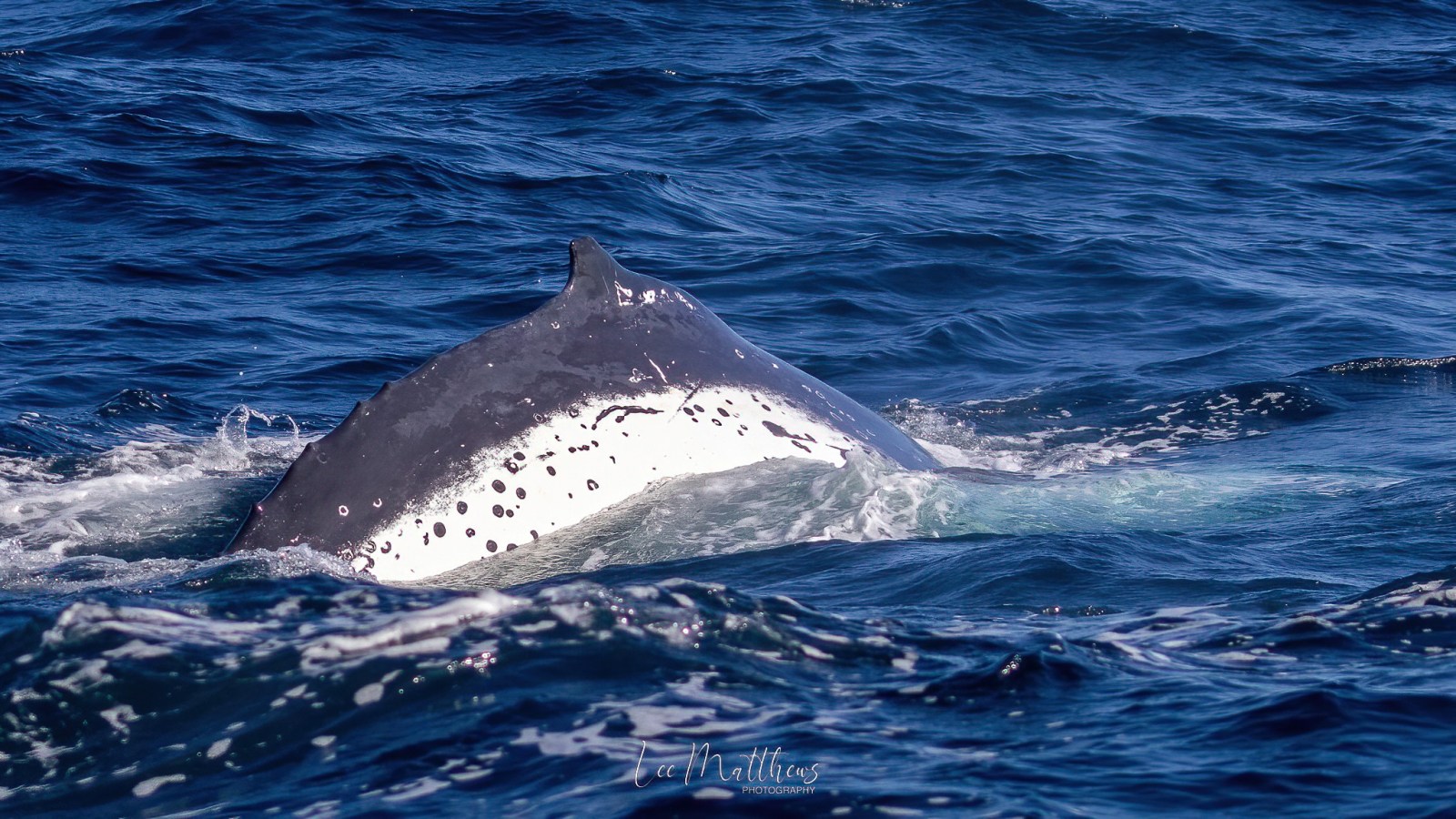 a whale jumping out of the water