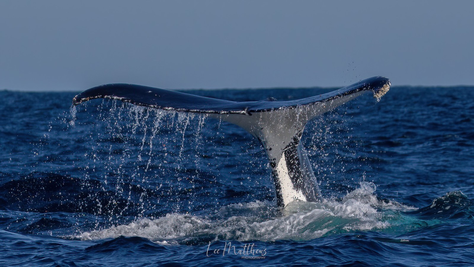 a whale jumping out of the water