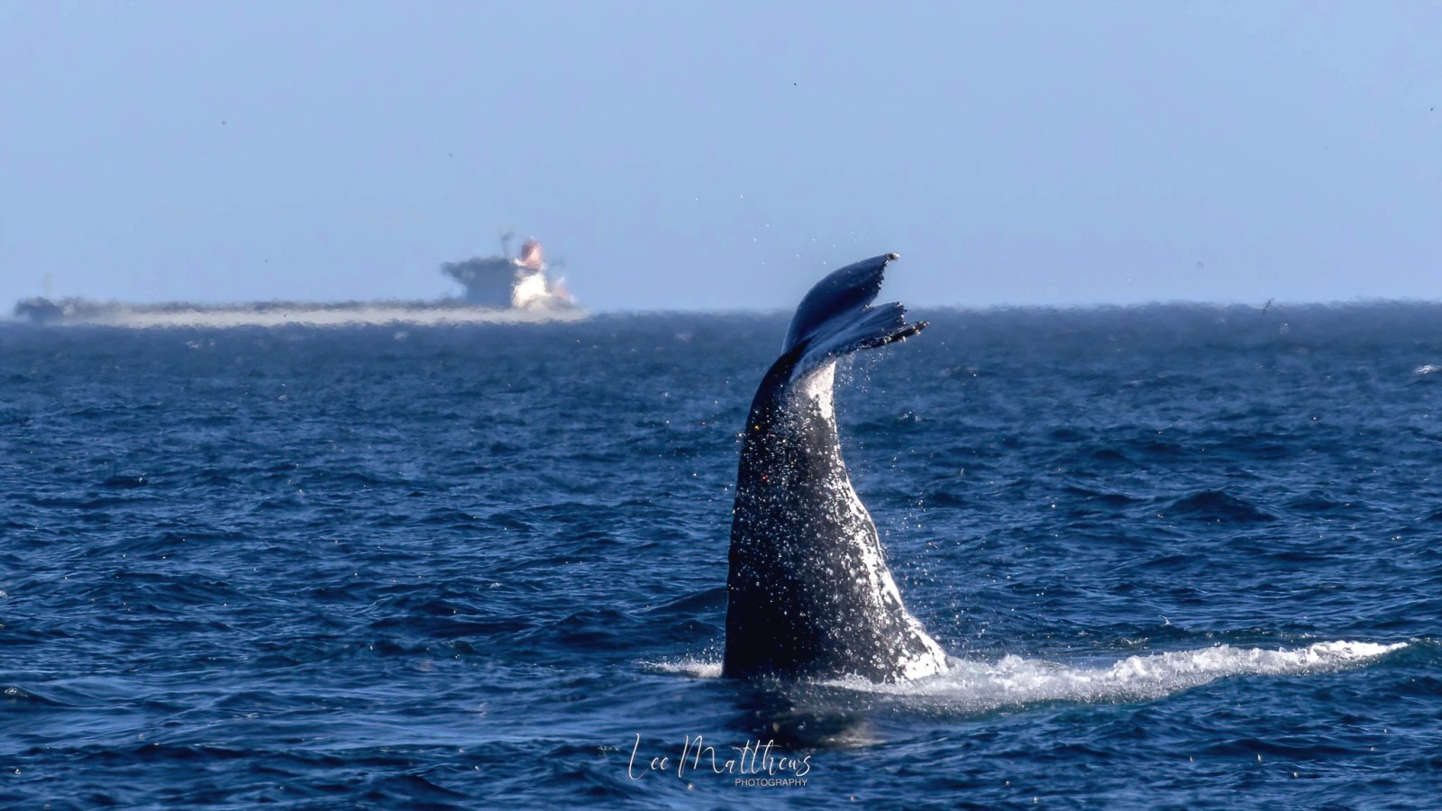 Whale Watching Moonshadow TQC Cruises Port Stephens