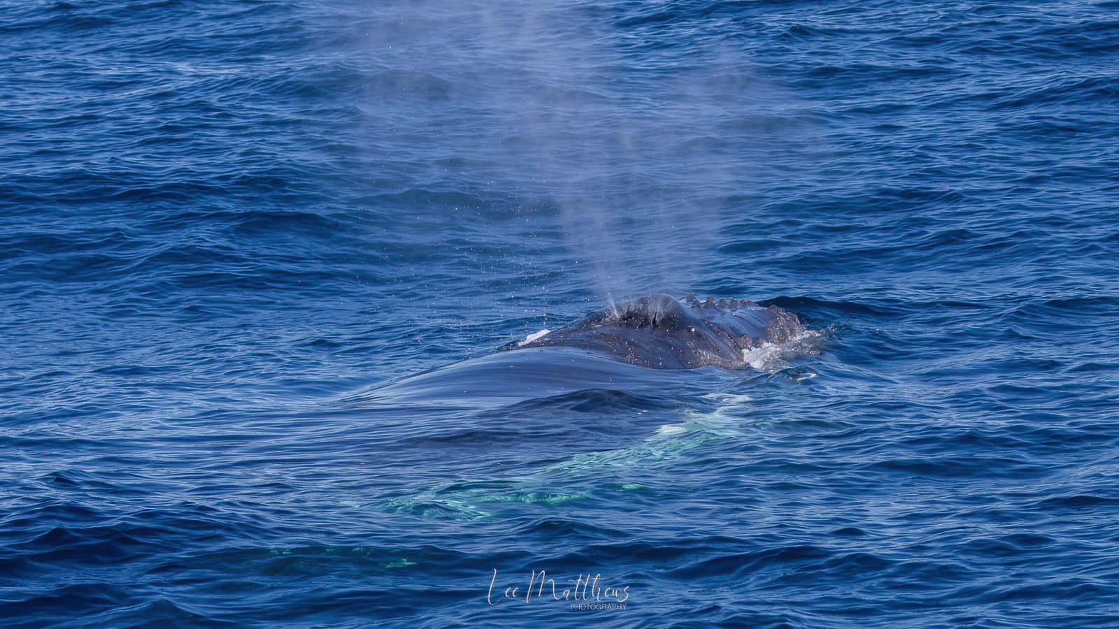 a whale jumping out of the water