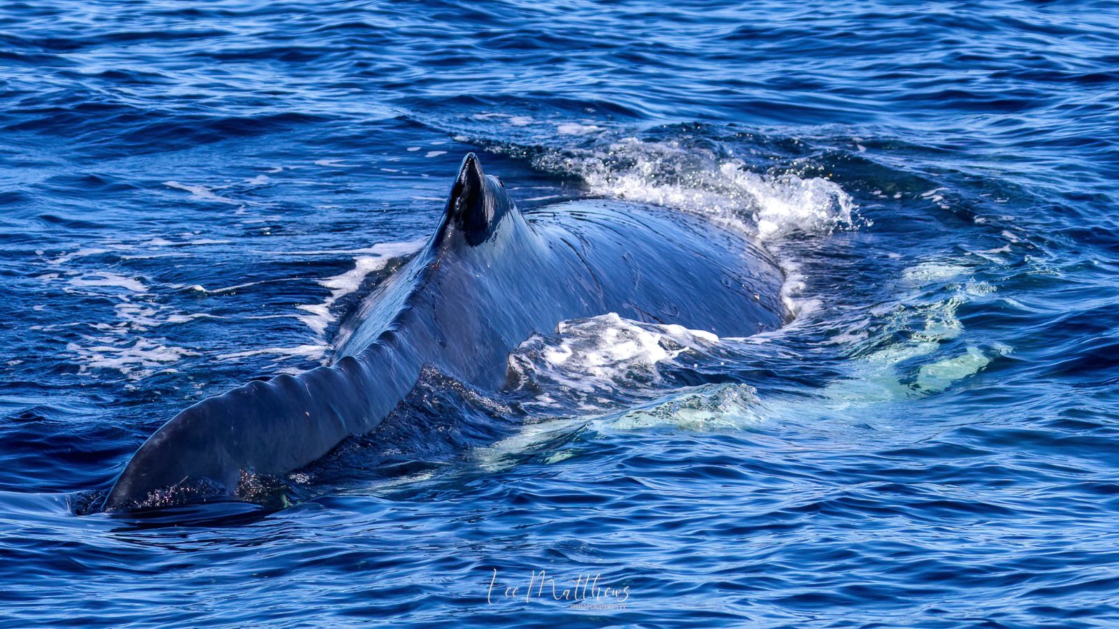 a whale swimming under water