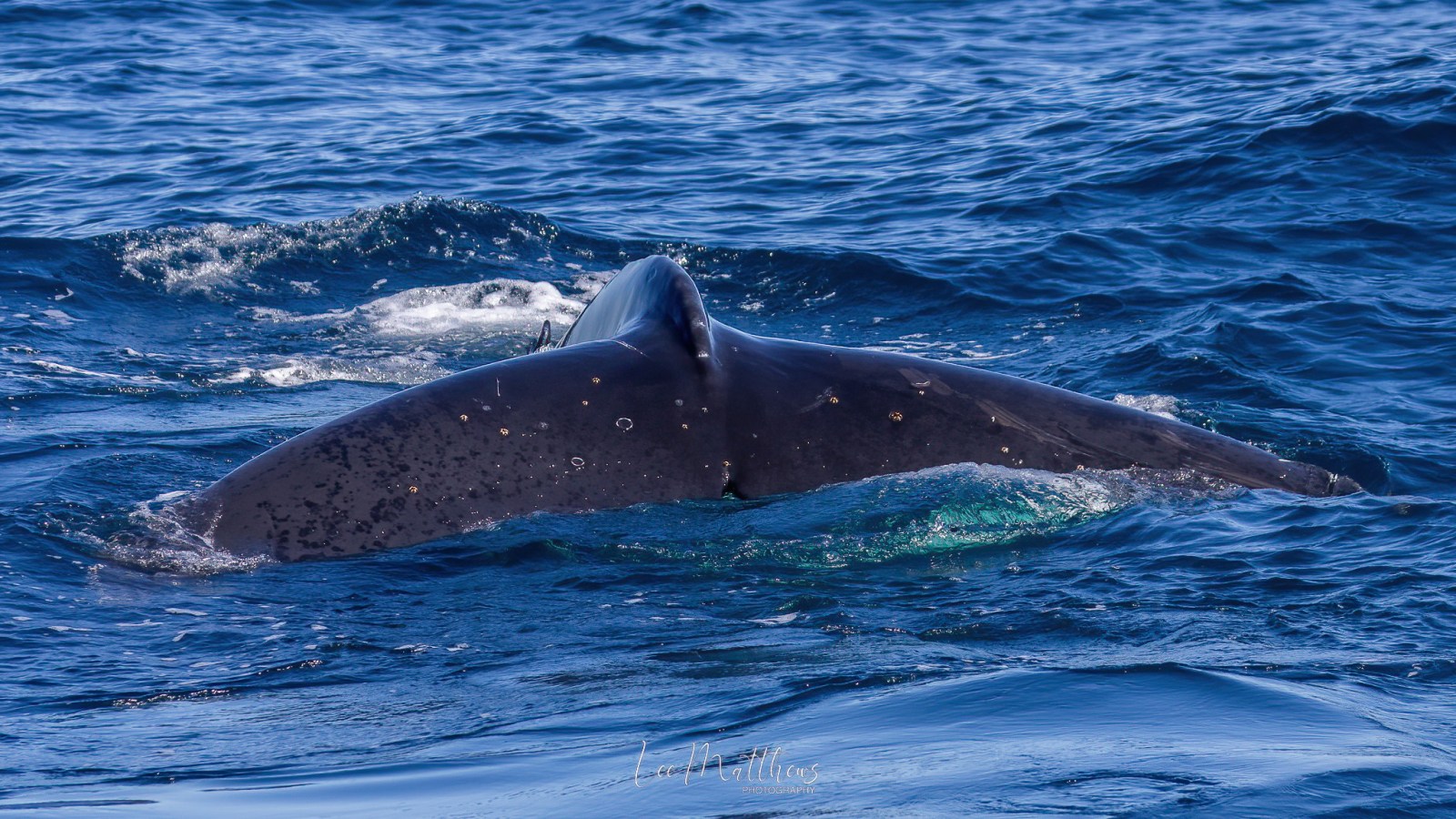 a whale swimming under water