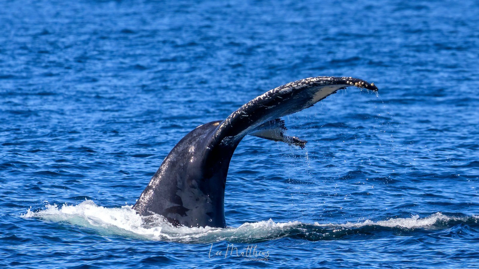 a bird flying over a body of water
