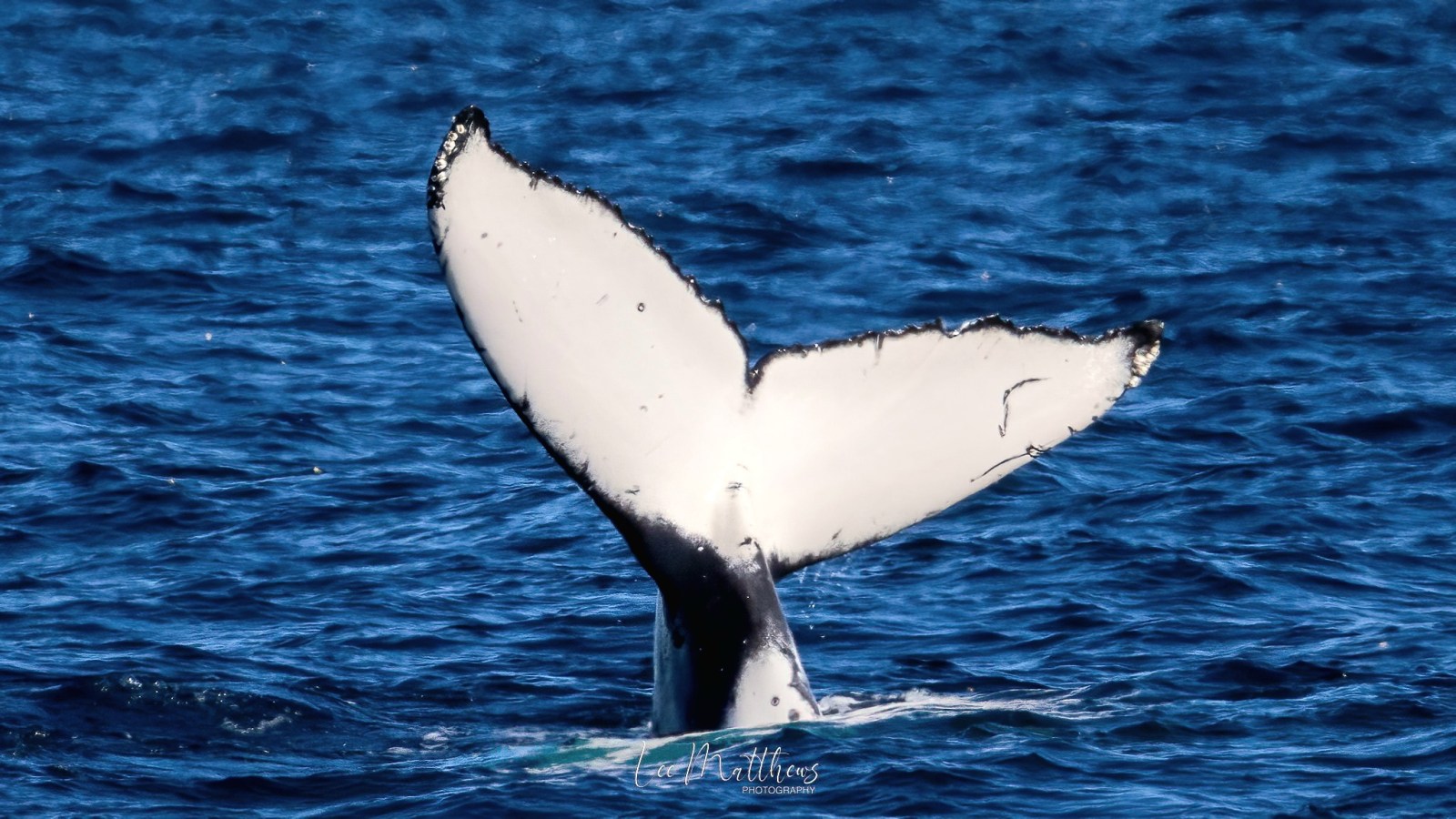 a bird swimming in water