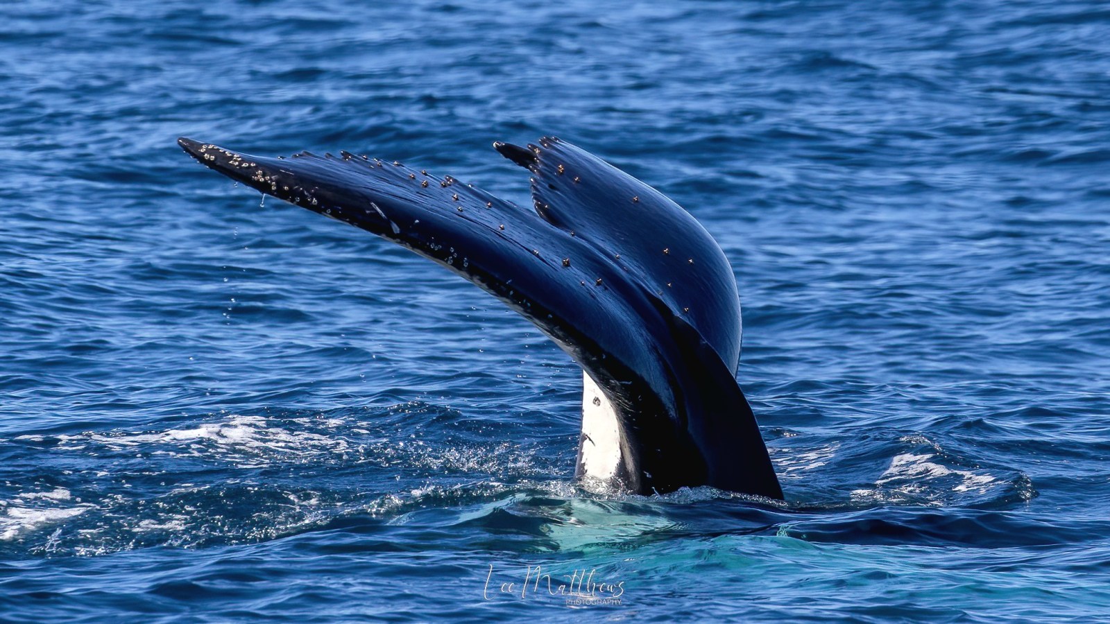 a whale jumping out of the water