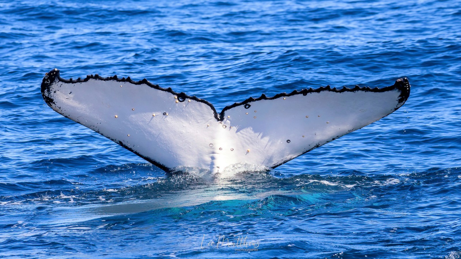 a whale swimming under water