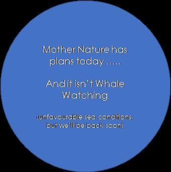 Whale Watching Moonshadow TQC Cruises Port Stephens