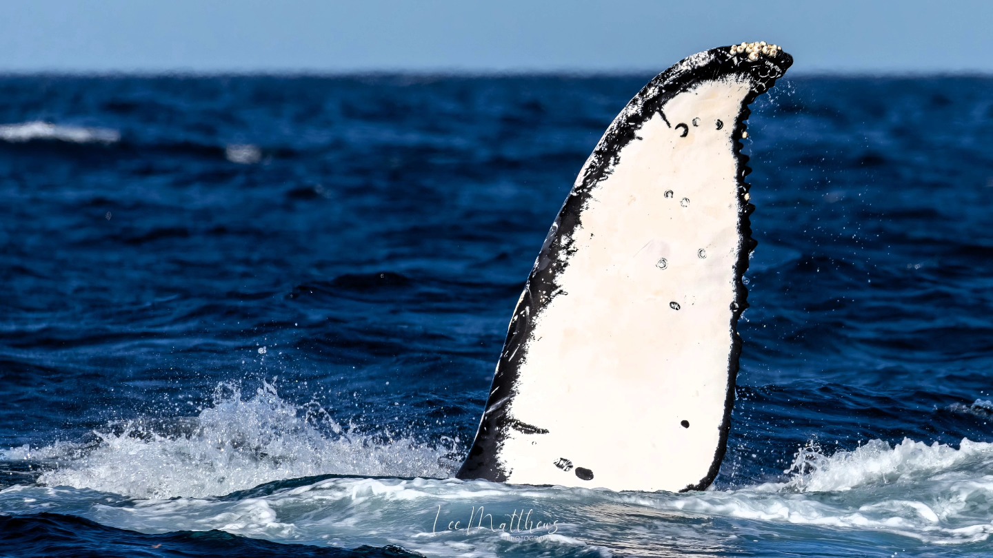 a whale jumping out of the water