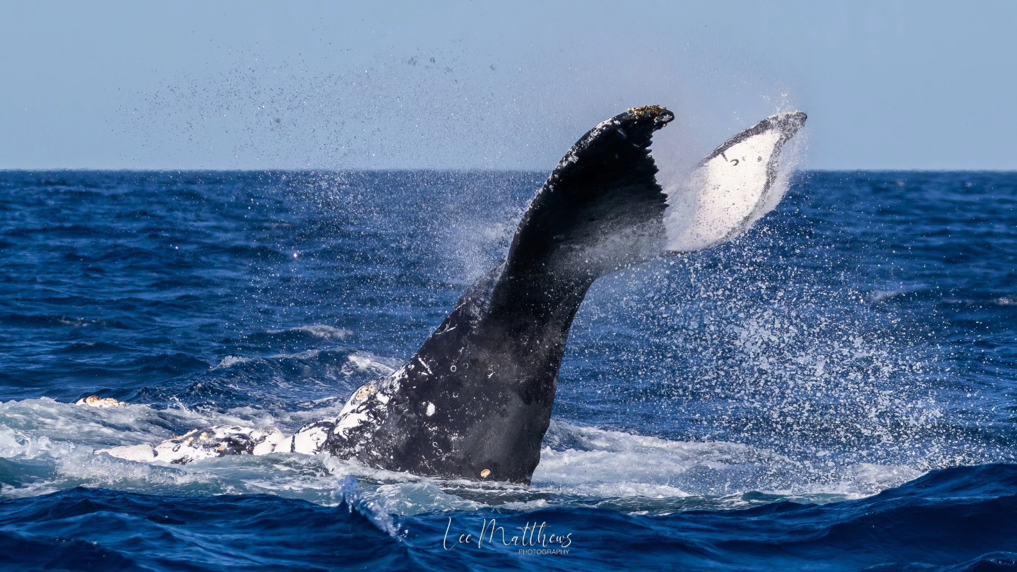 a man flying through the air while riding a wave in the ocean