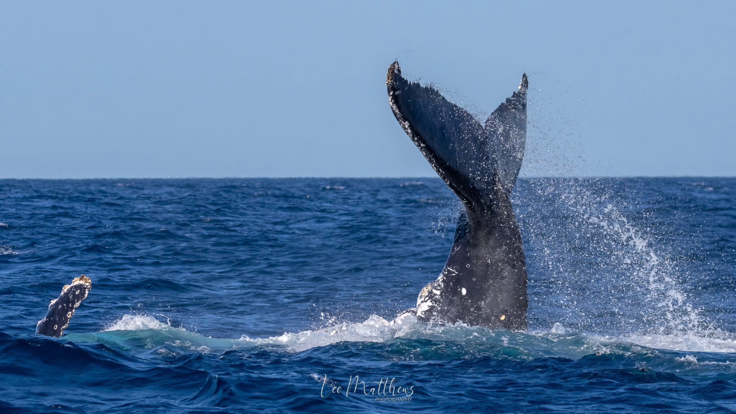 a whale jumping out of the water