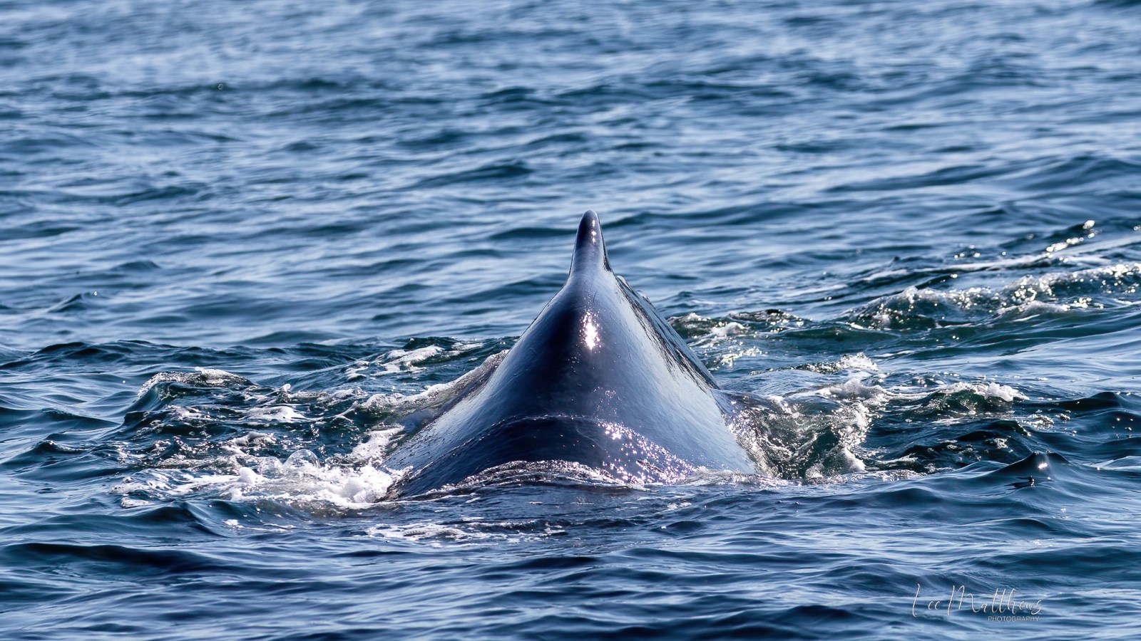 Whale Watching Moonshadow TQC Cruises Port Stephens