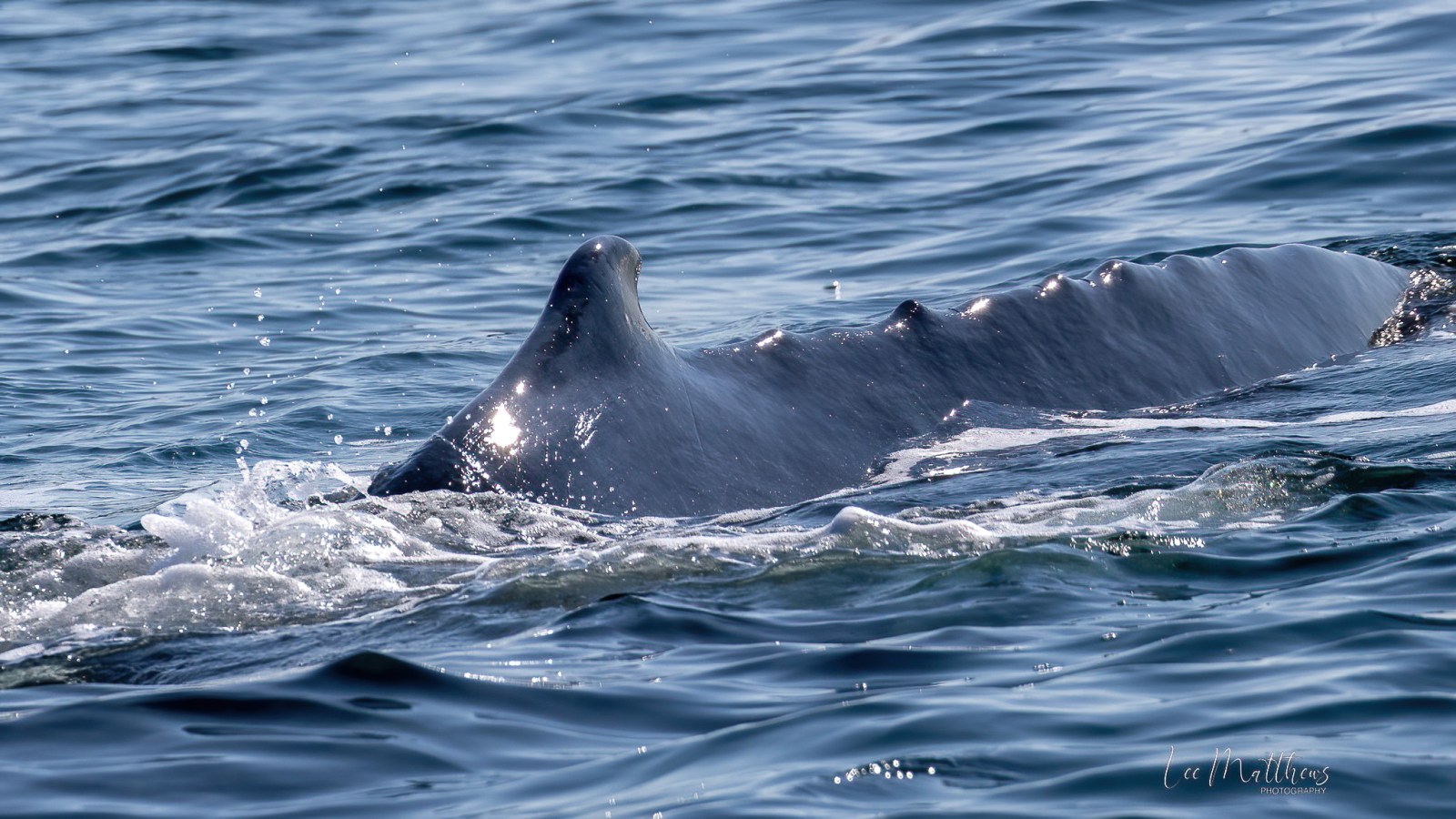 a whale swimming under water