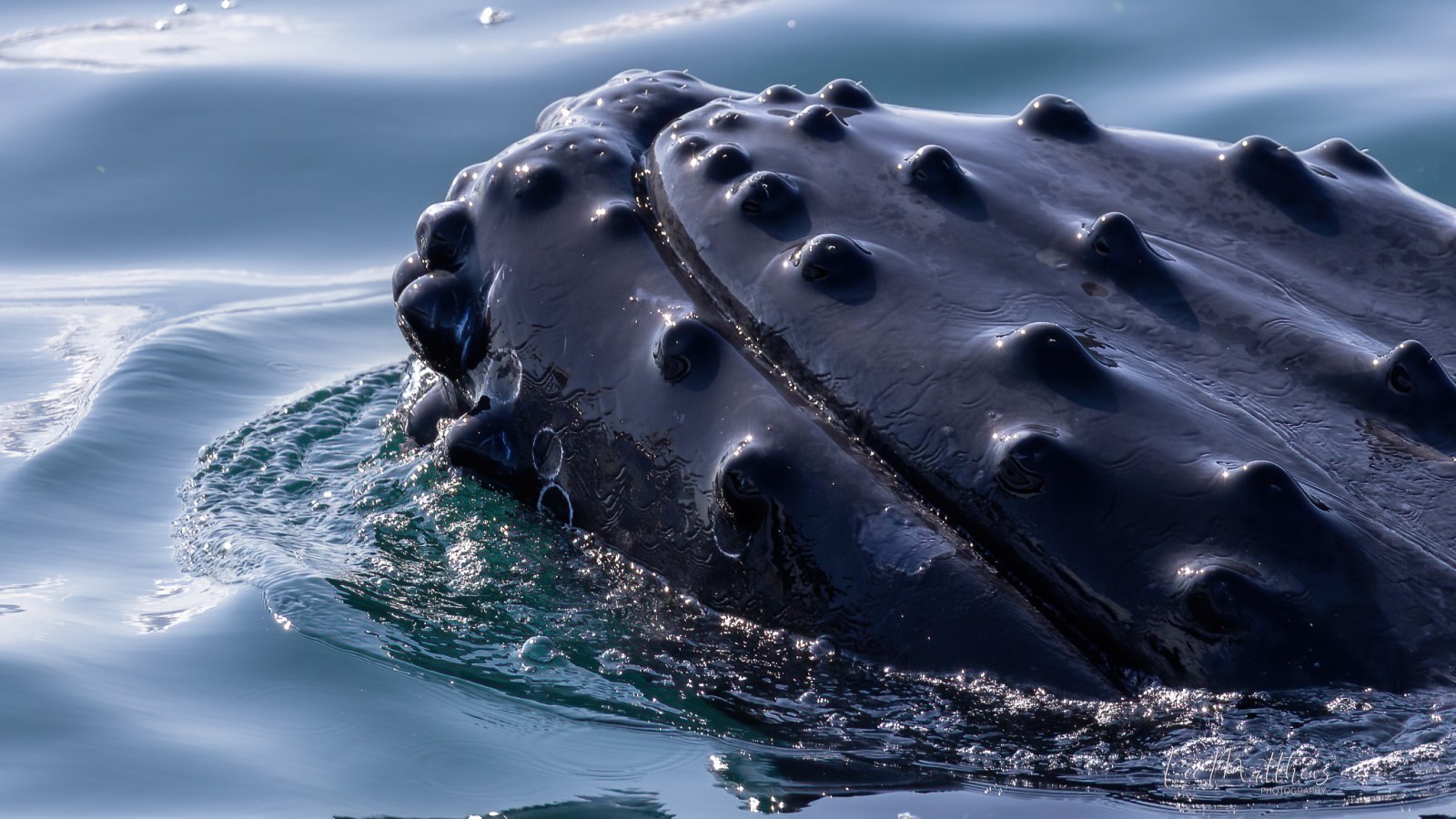 water next to the ocean