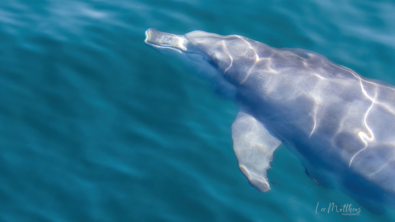 Whale Watching Moonshadow TQC Cruises Port Stephens Lee Matthews