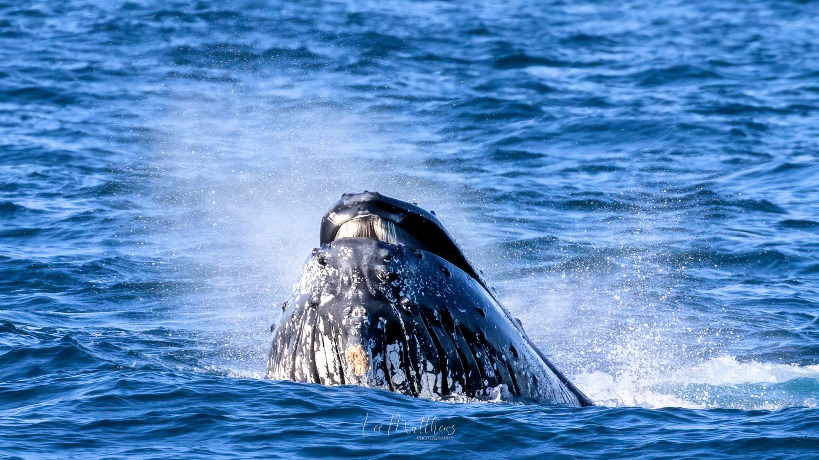 a whale jumping out of the water