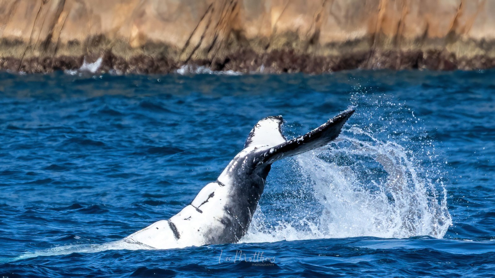 an animal swimming in the water