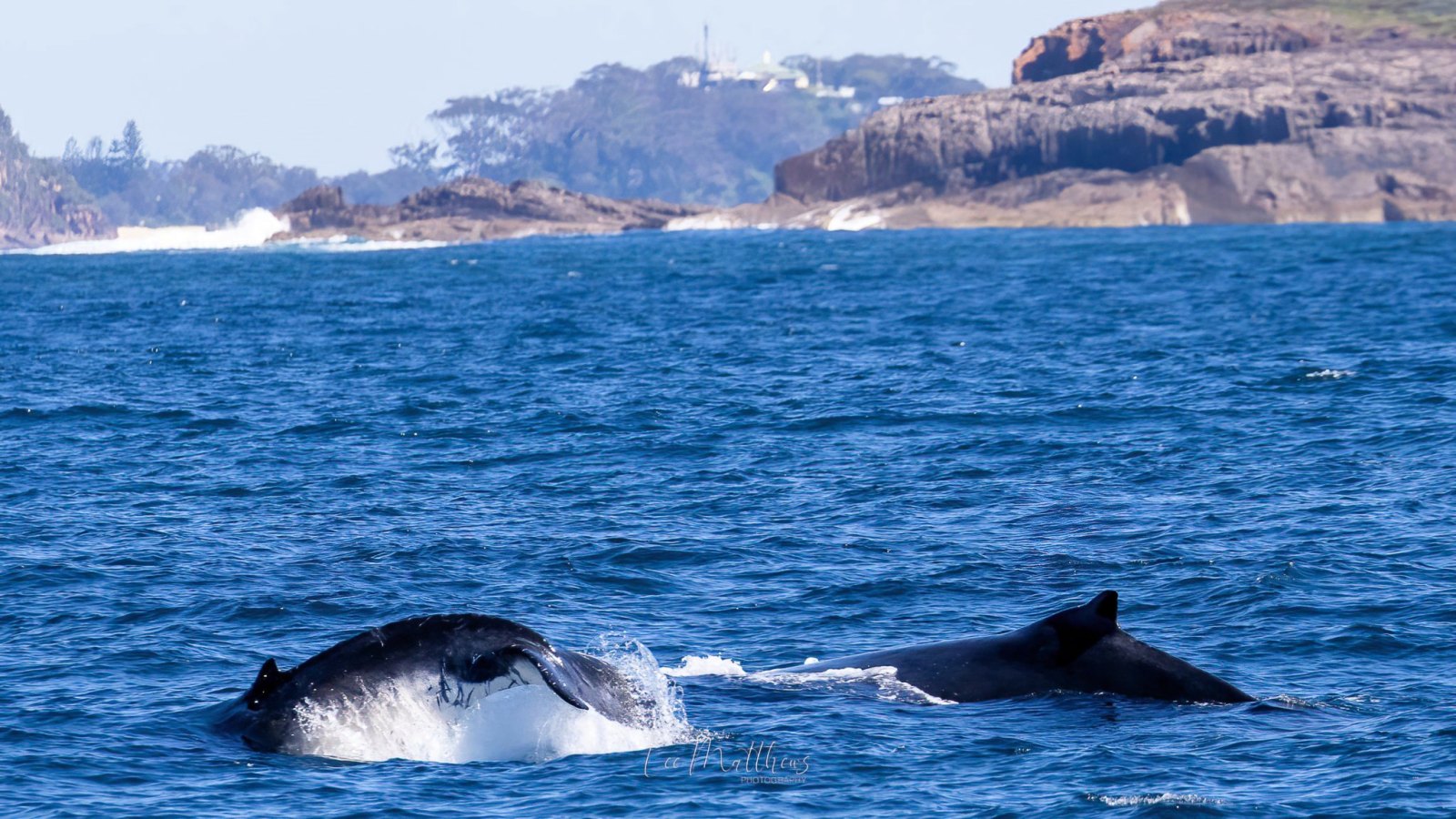 an animal swimming in the water