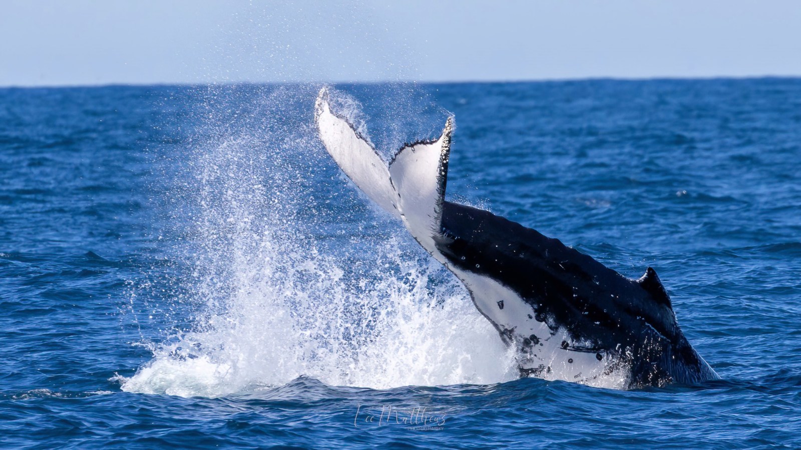 a whale jumping out of the water