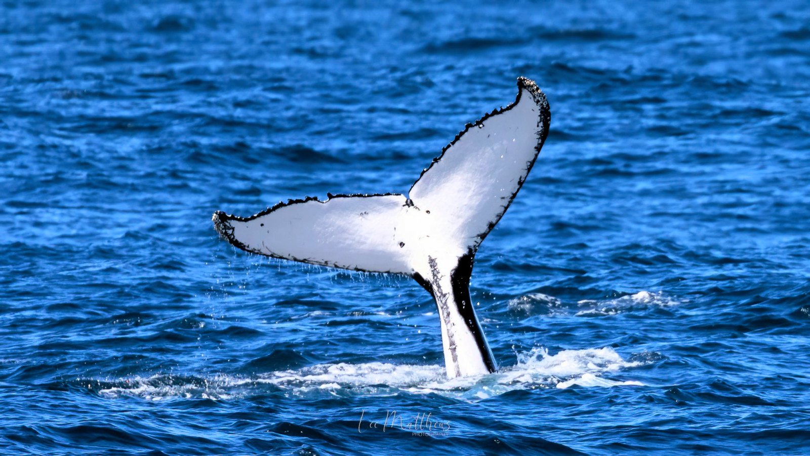 a bird flying over a body of water