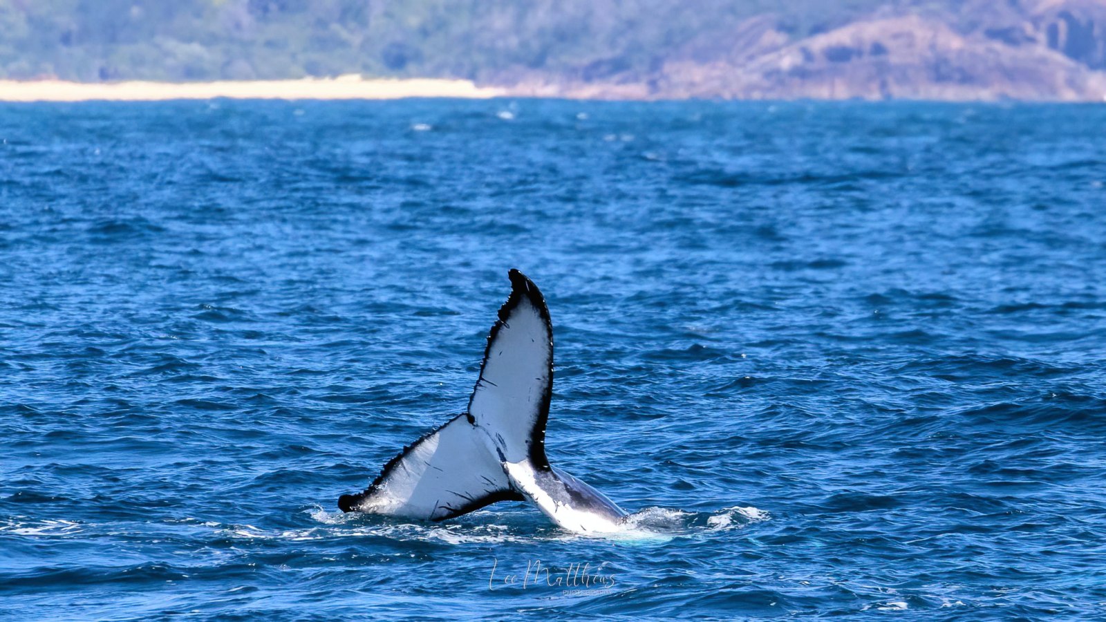 a bird flying over a body of water