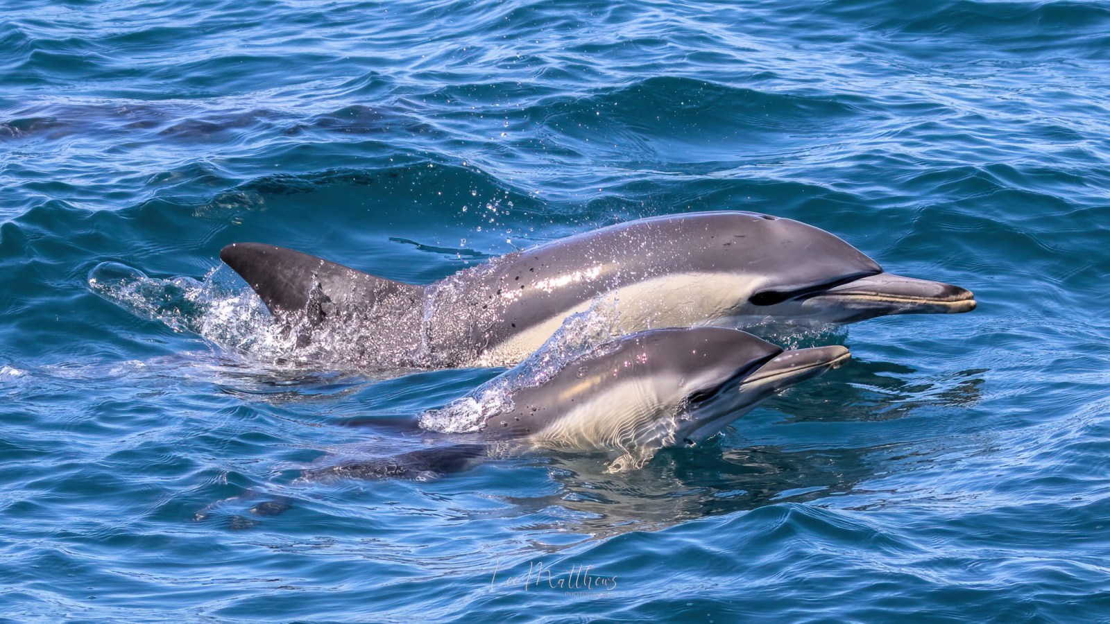 an animal swimming in the water