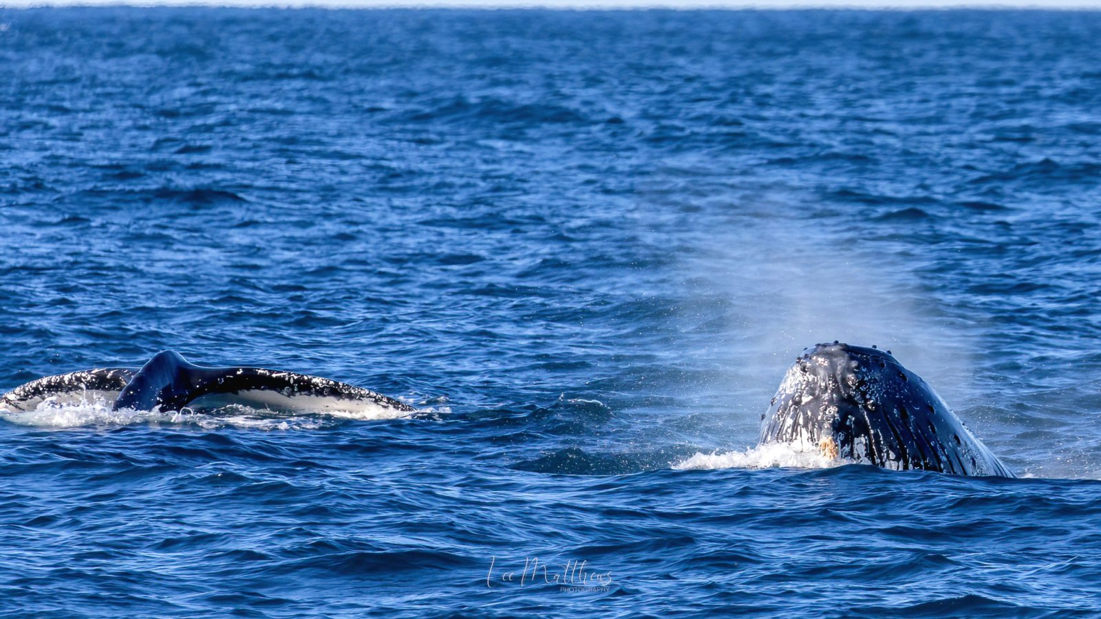 a whale jumping out of the water