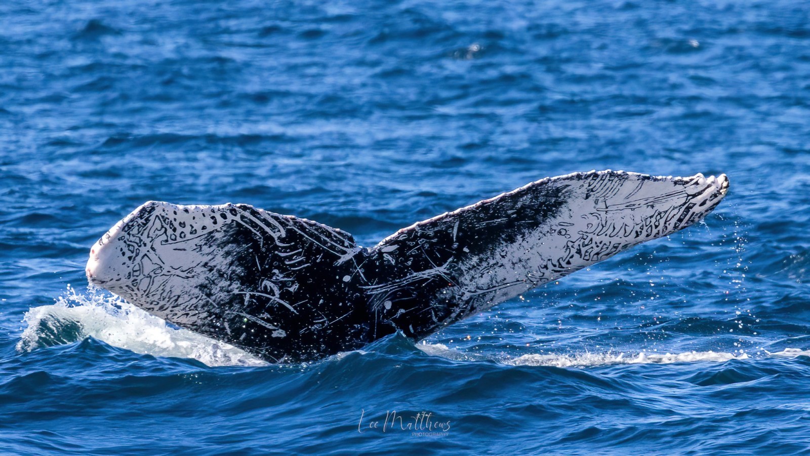 a whale swimming under water