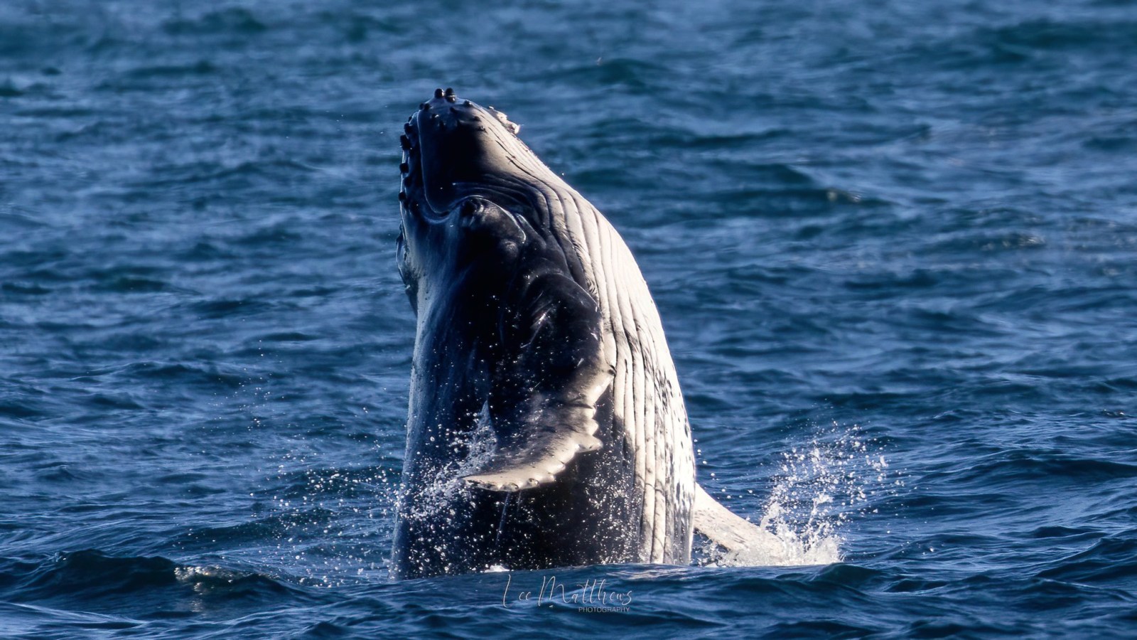 a bear in a body of water
