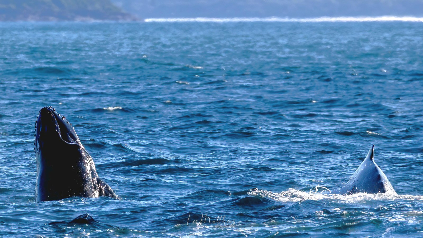 a whale swimming under water