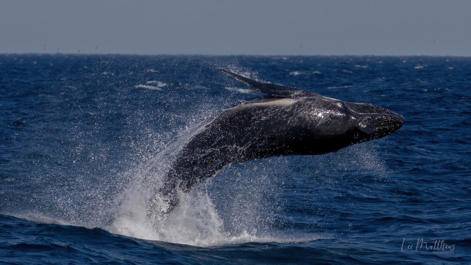 a whale jumping out of the water