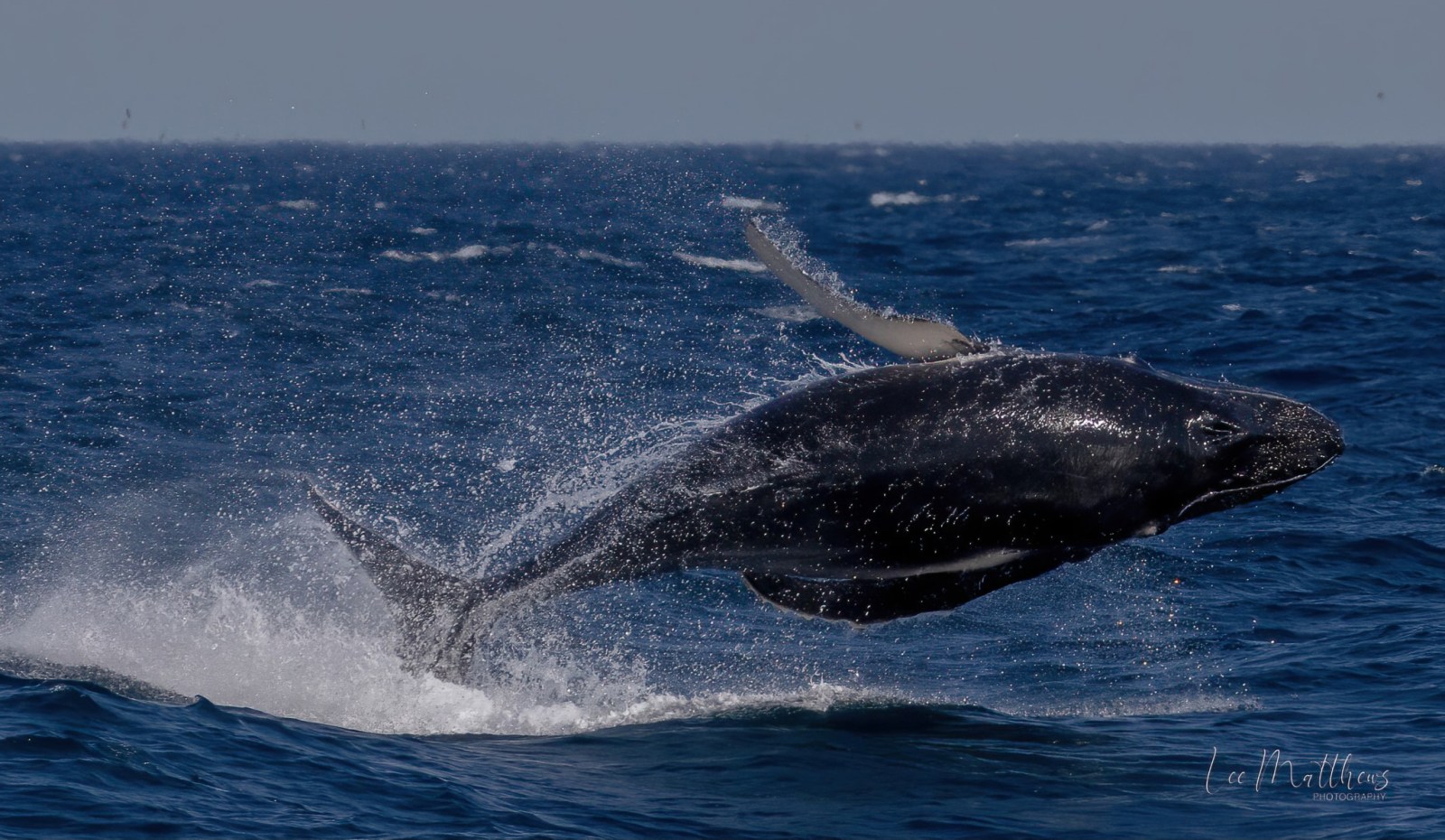 a whale jumping out of the water