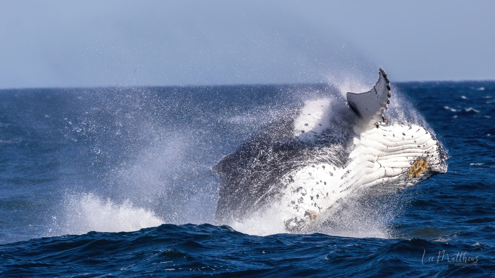 a whale jumping out of the water