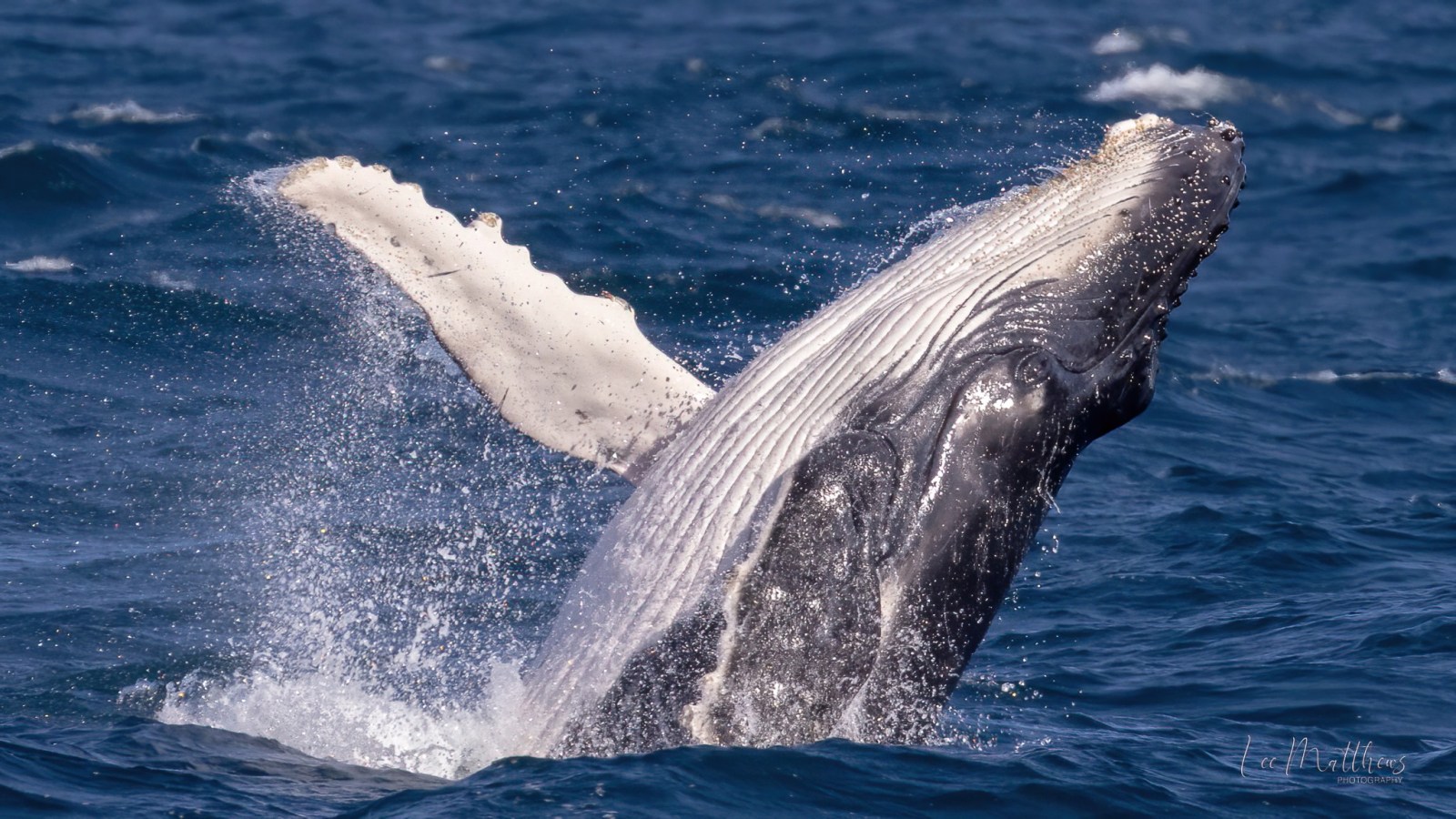 a whale jumping out of the water