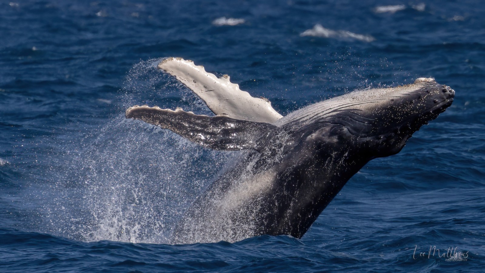 a whale jumping out of the water
