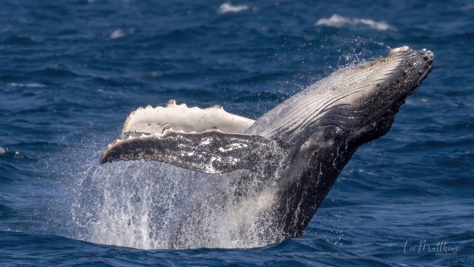 a whale jumping out of the water