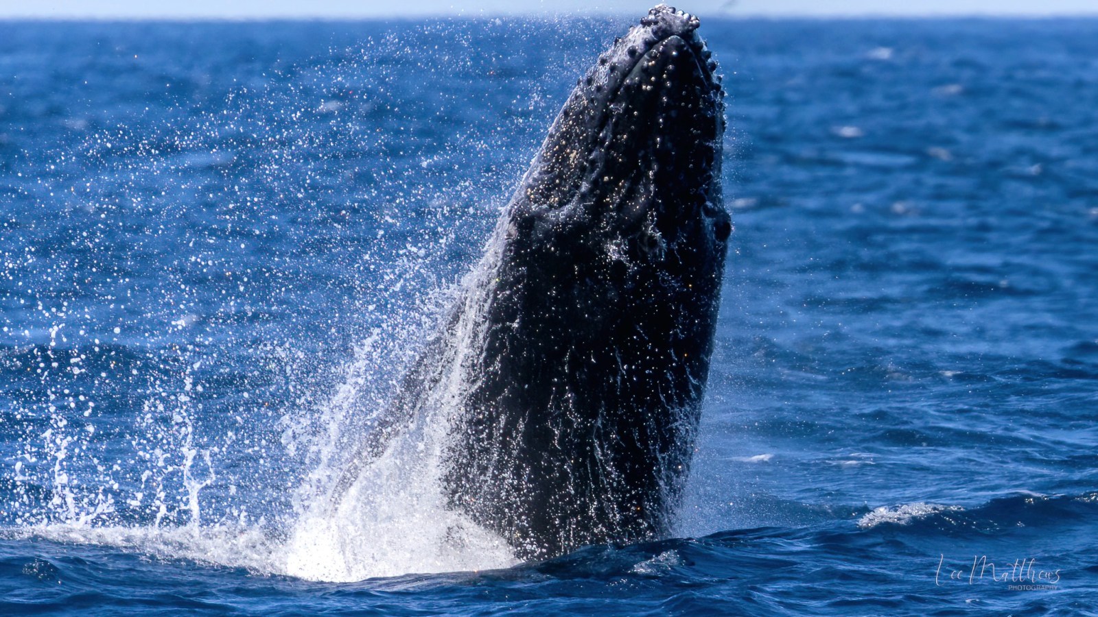 a whale jumping out of the water