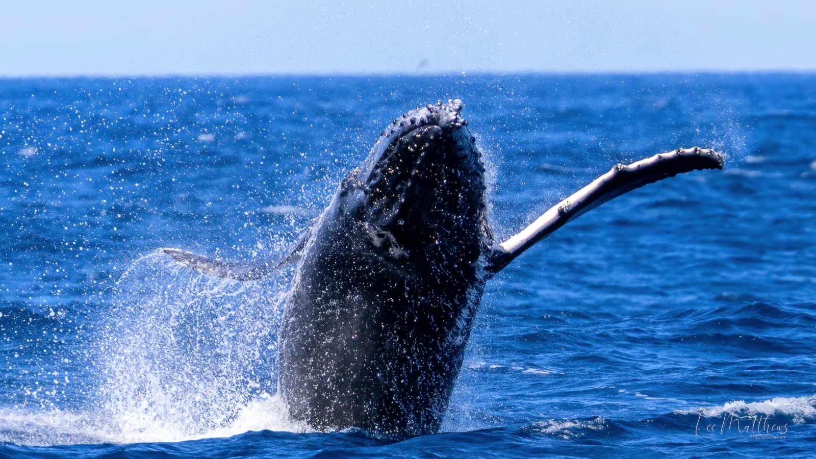 a whale jumping out of the water