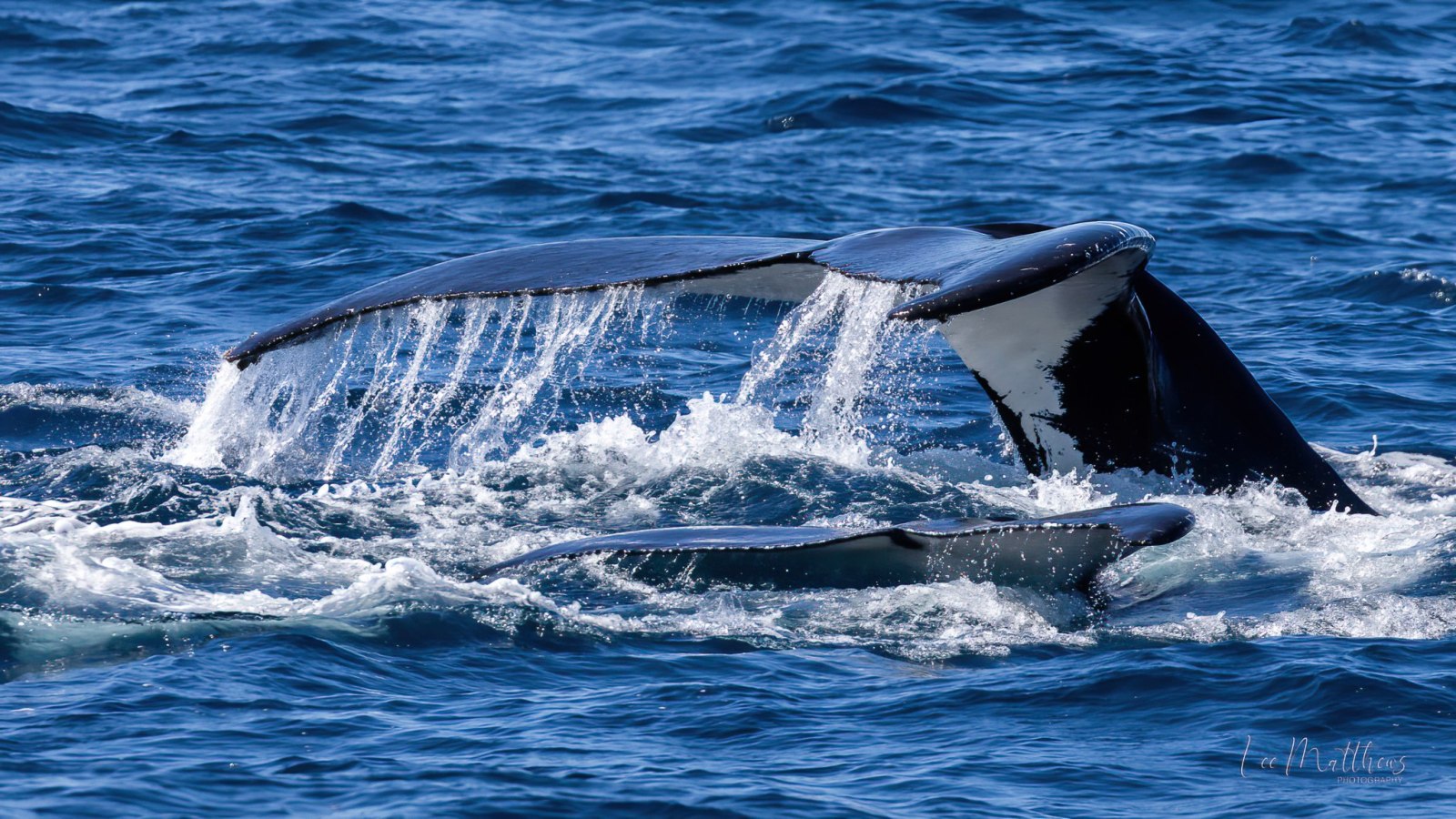 a whale jumping out of the water