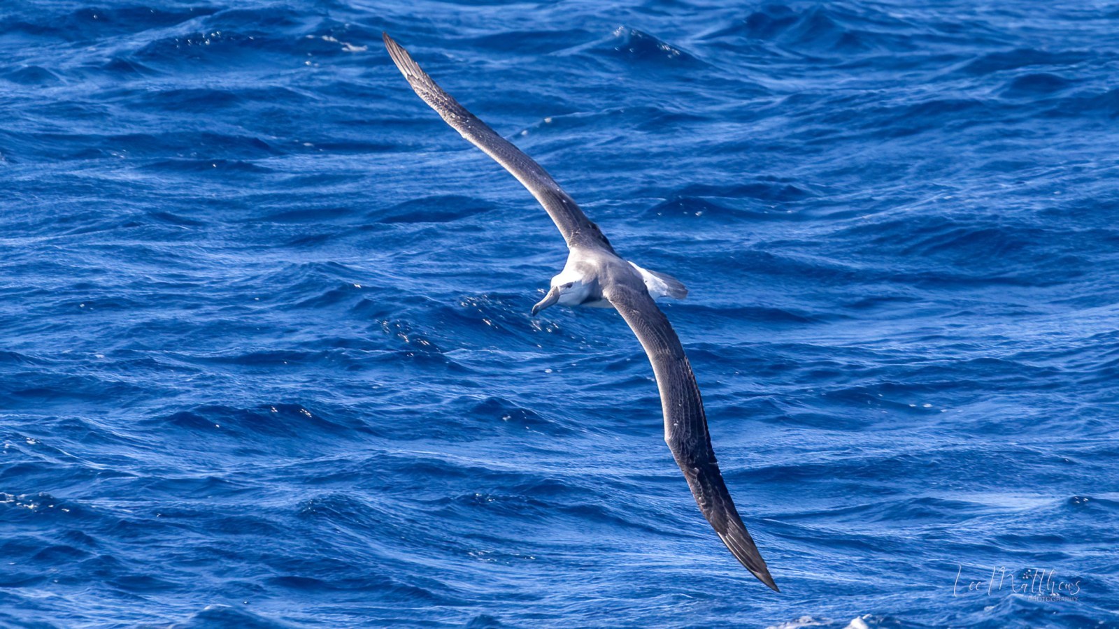 a bird swimming in water