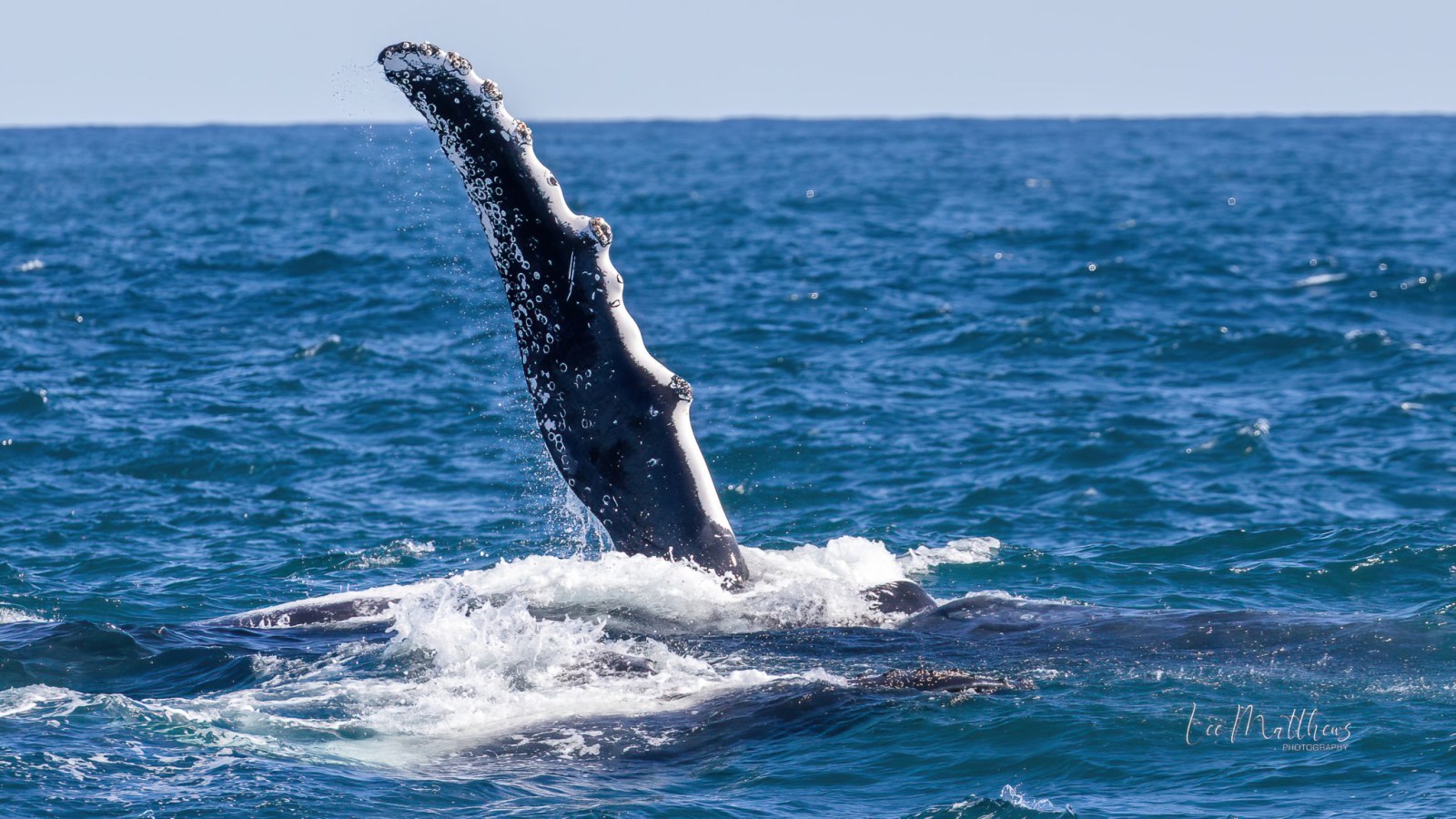 a whale jumping out of the water