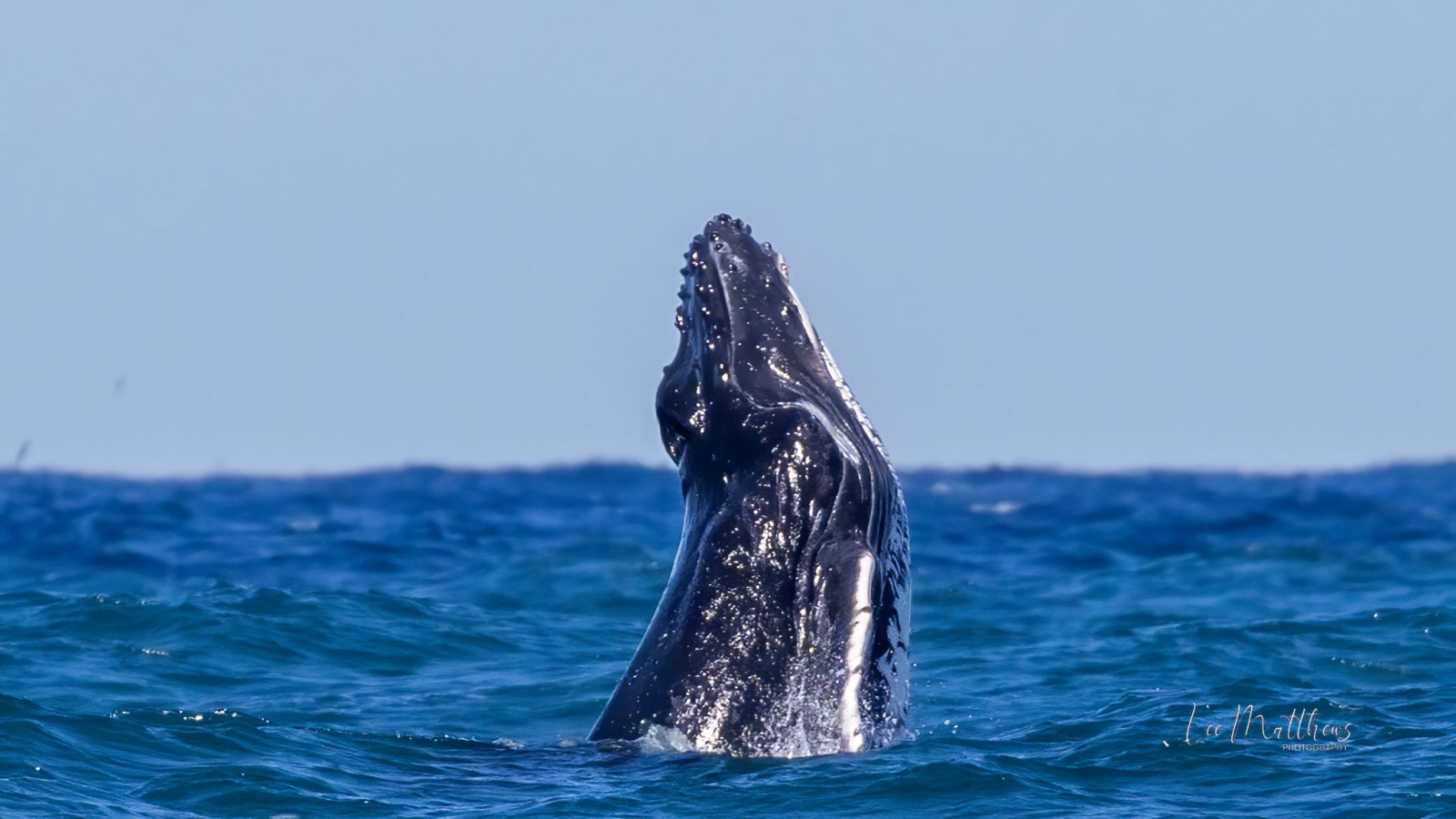 an animal swimming in the water