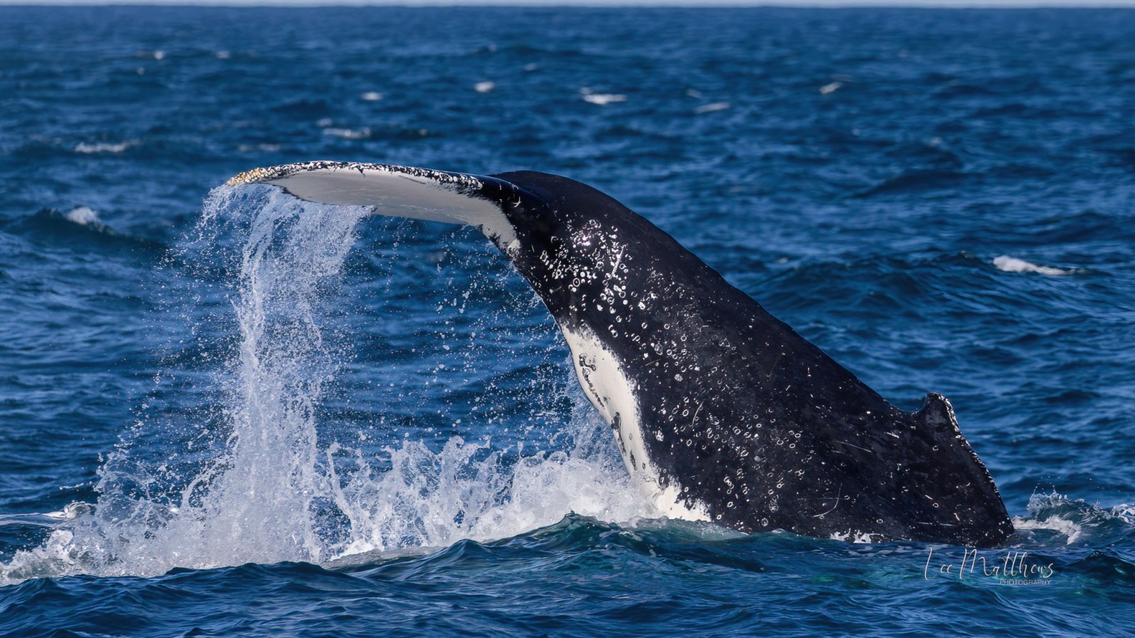 a whale jumping out of the water