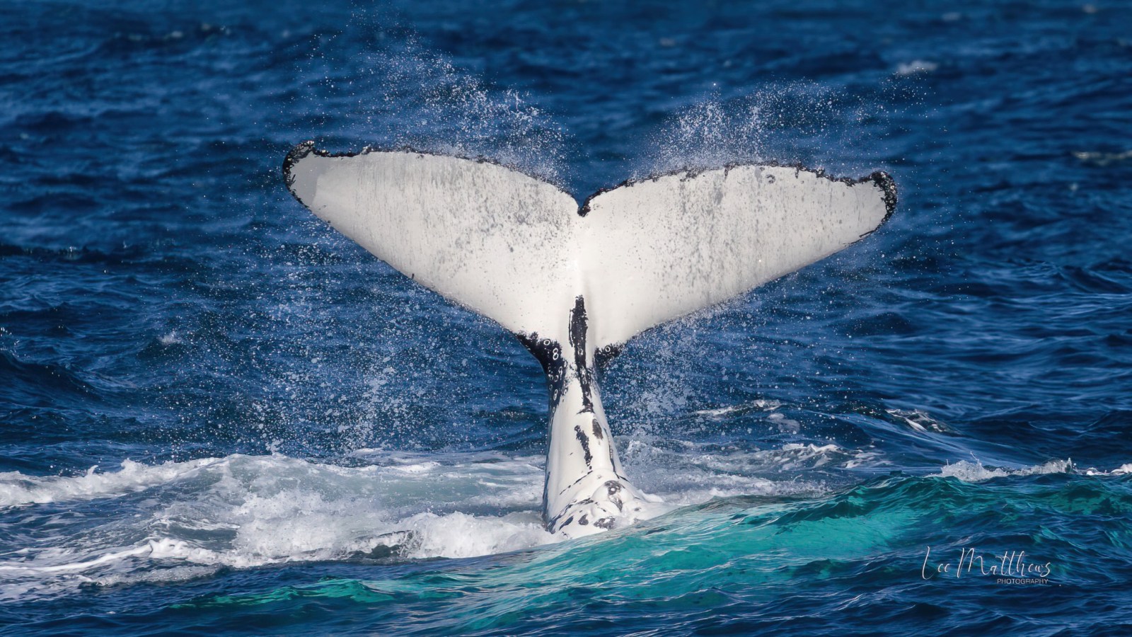 a whale jumping out of the water