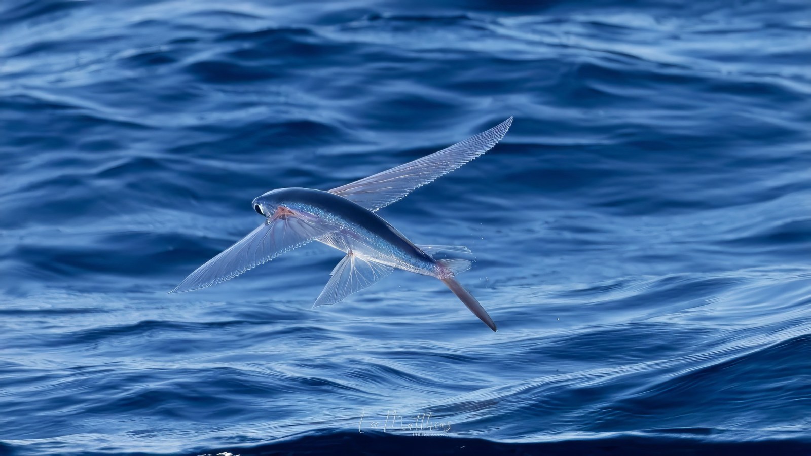 MOONSHADOW TQC WHALE WATCHING CRUISE PORT STEPHENS