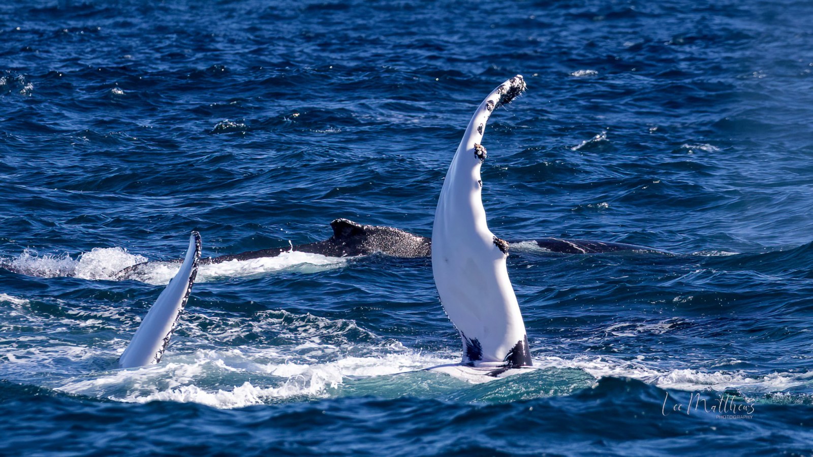 a whale jumping out of the water