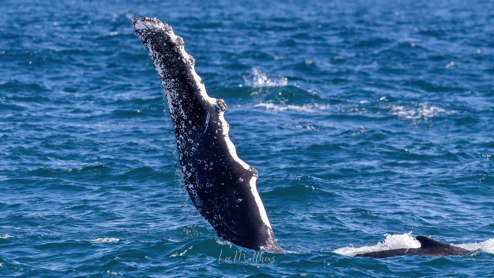 a person riding a wave on a surfboard in the ocean