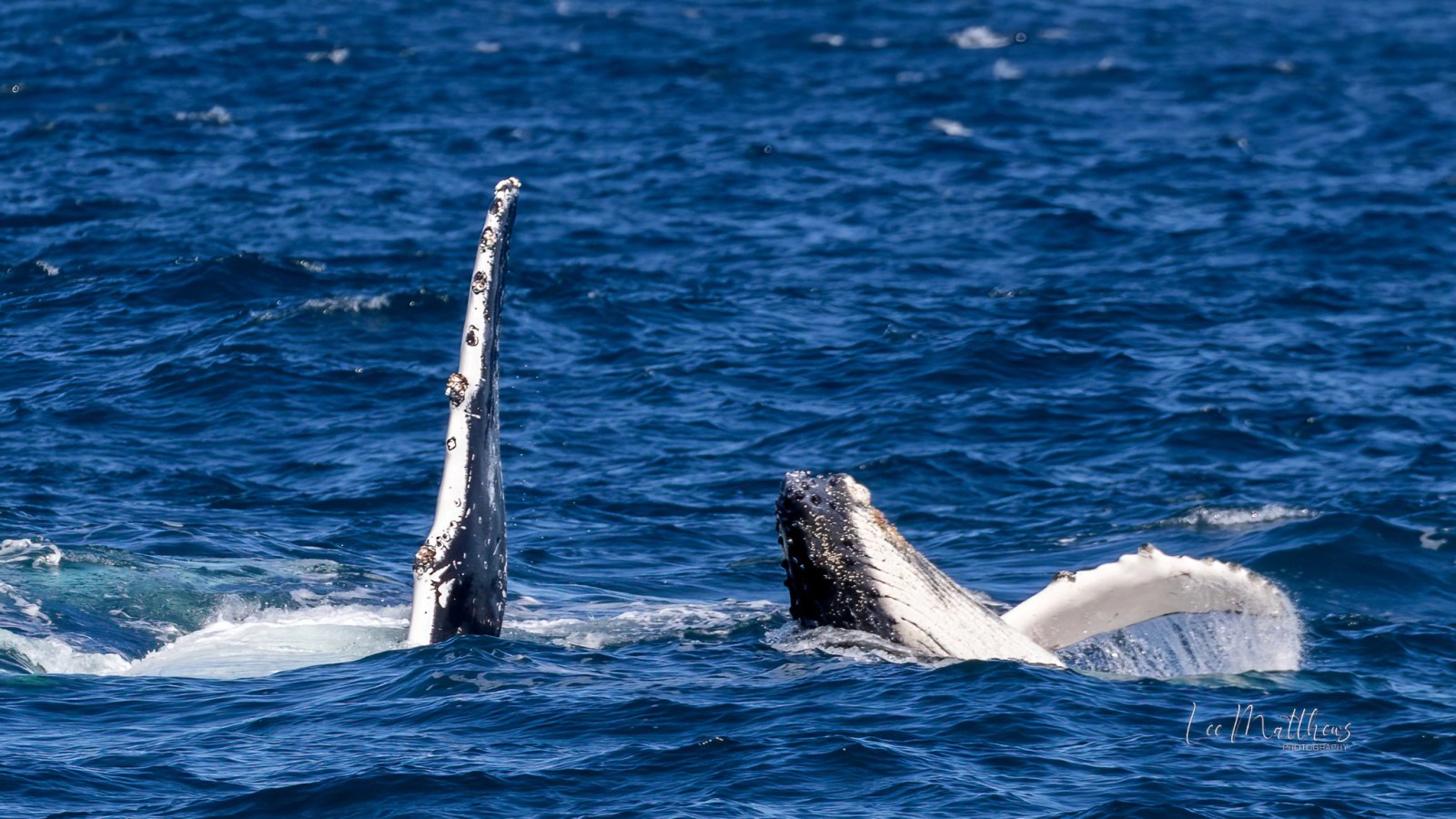 a whale jumping out of the water