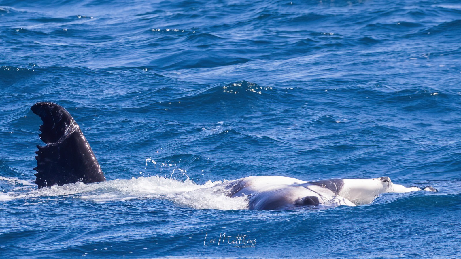 an animal swimming in the water