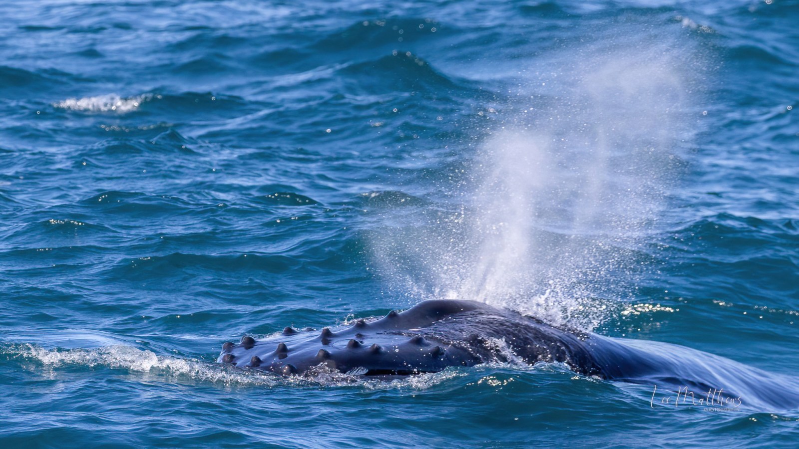 a whale jumping out of the water