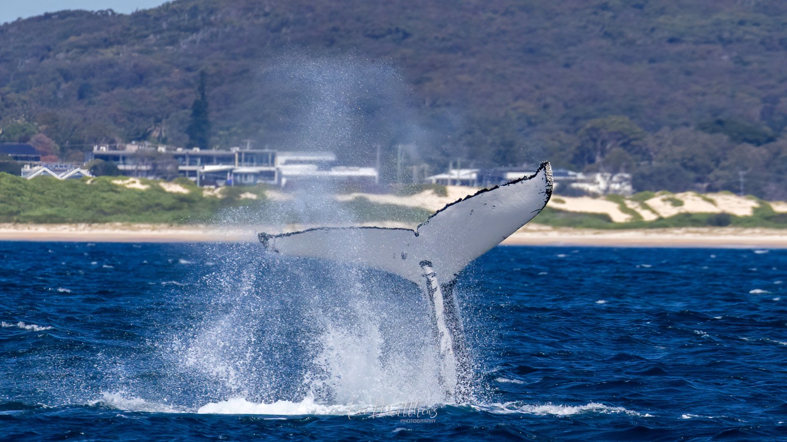 a jet flies through the air over a body of water